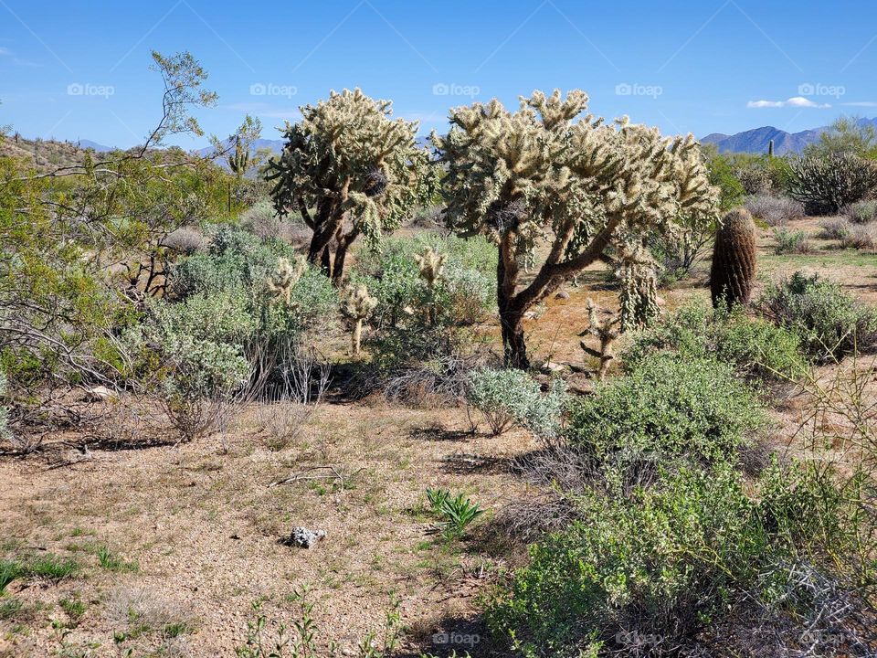 Cholla Cactus in the Arizona Desert