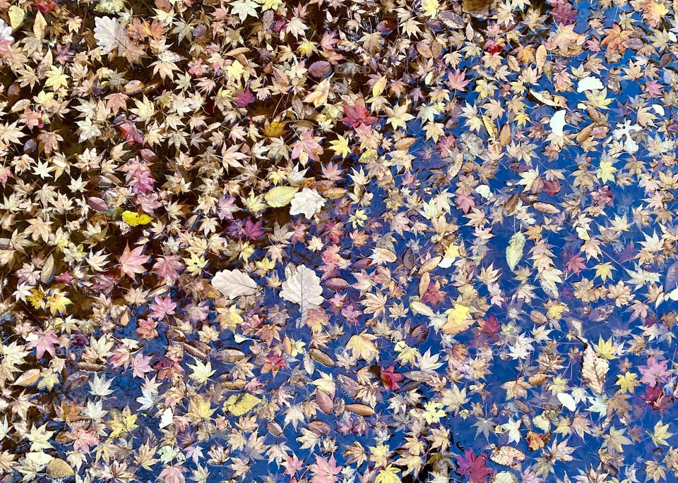 Fallen leaves on the surface of the winter pond