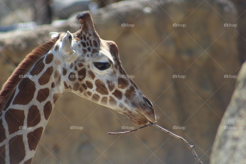 Close giraffe 