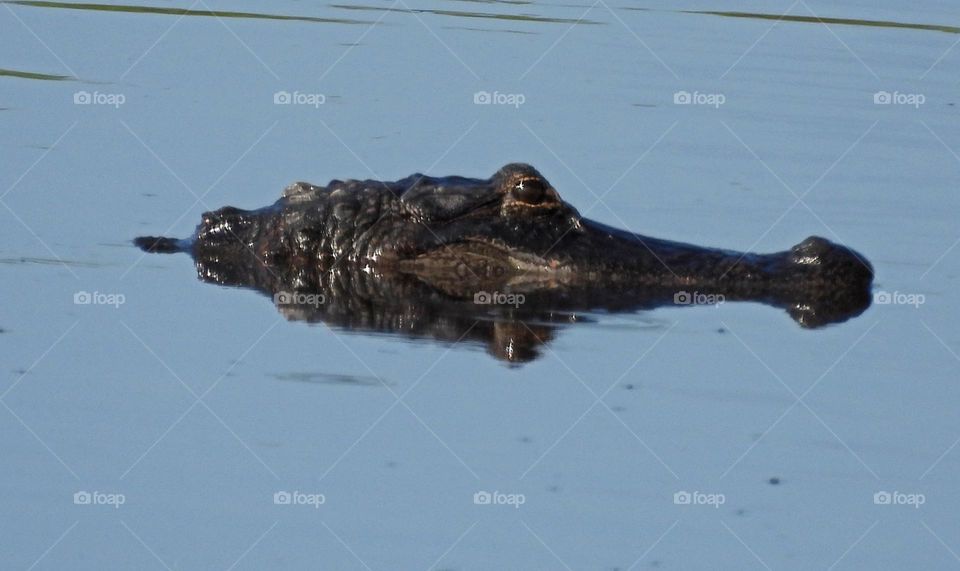 Alligator head