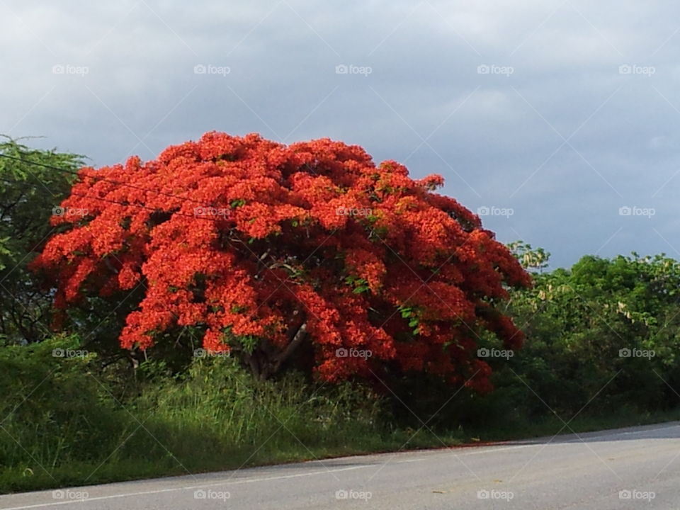 Flowered Poinciana tree (flamboyan)