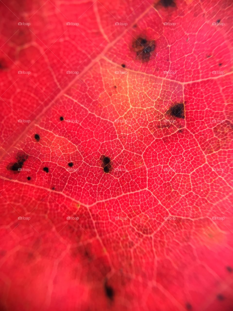 Extreme close-up of leaf