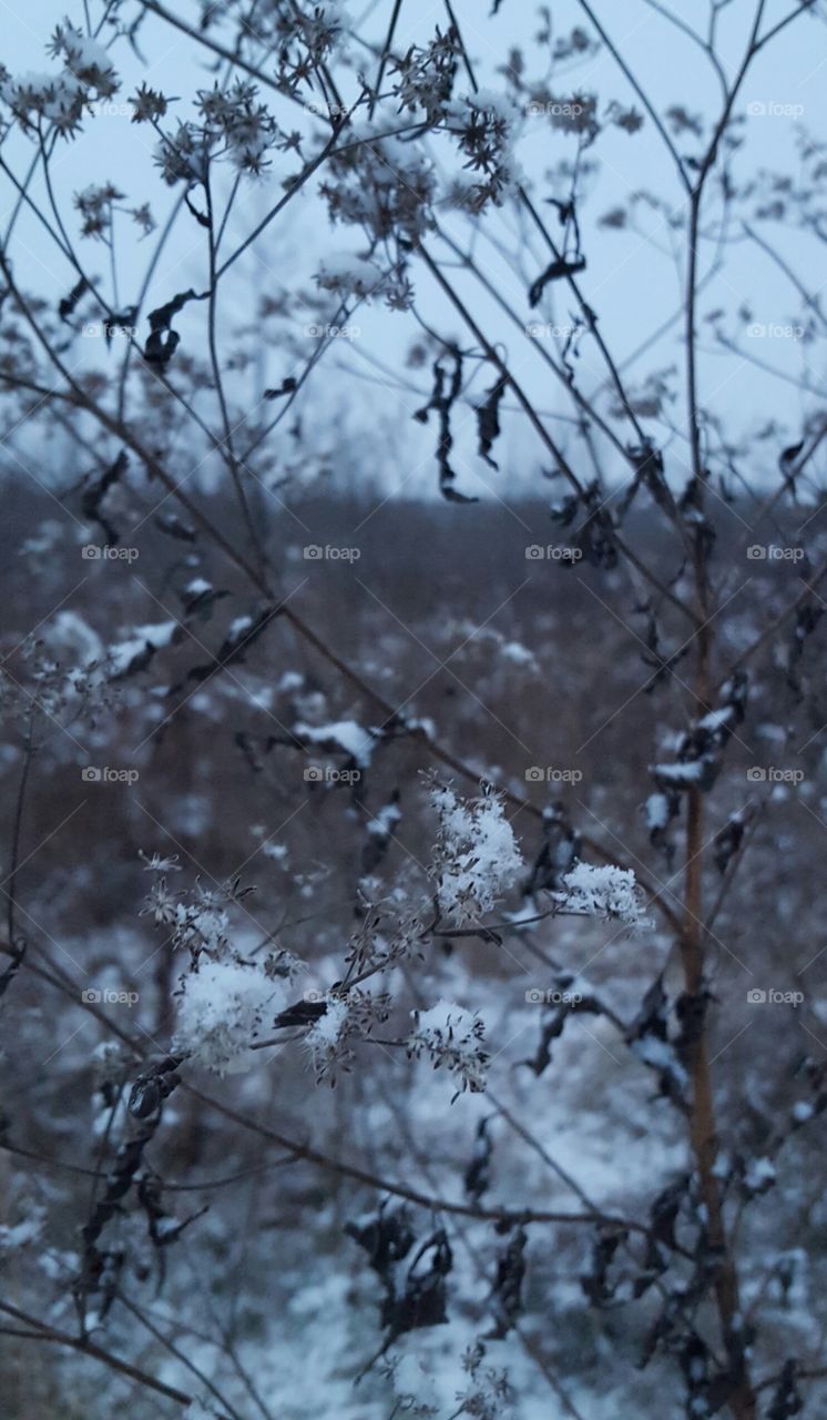 snowy wild flowers frozen field