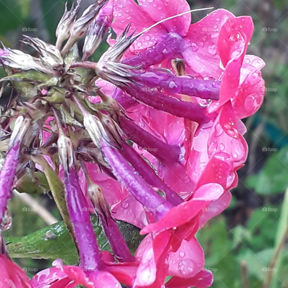 close-up if rain soaked pink amd purple phlox flowers