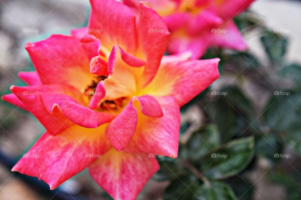 Rose flower blooming at outdoors