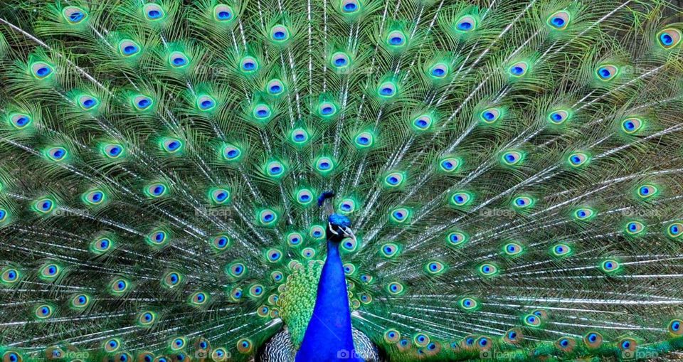 Peacock on display