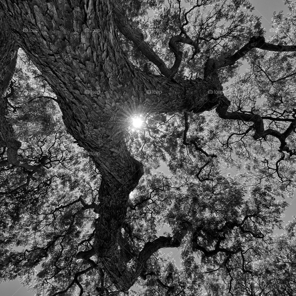 Looking up through the branches of a shade tree