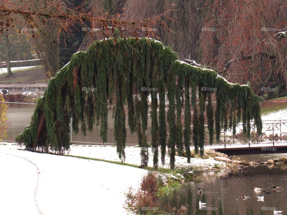 Snow in the park