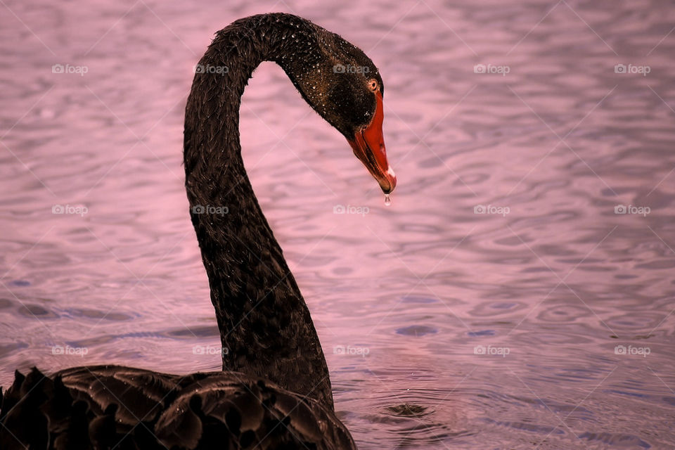 Black swan