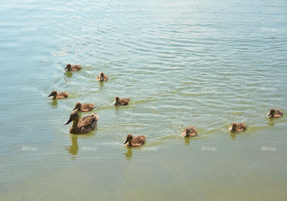 birds dusks family urban animal on a city lake