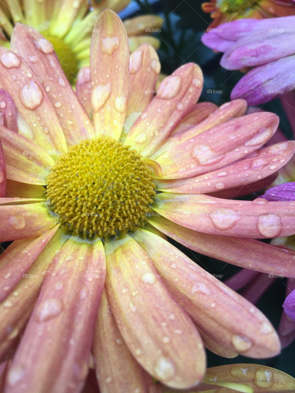 Pink and yellow flower with rain drops