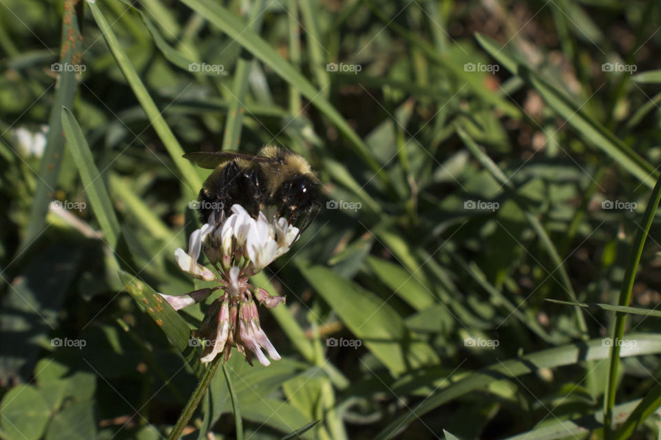 Bee feeding from a small flower
