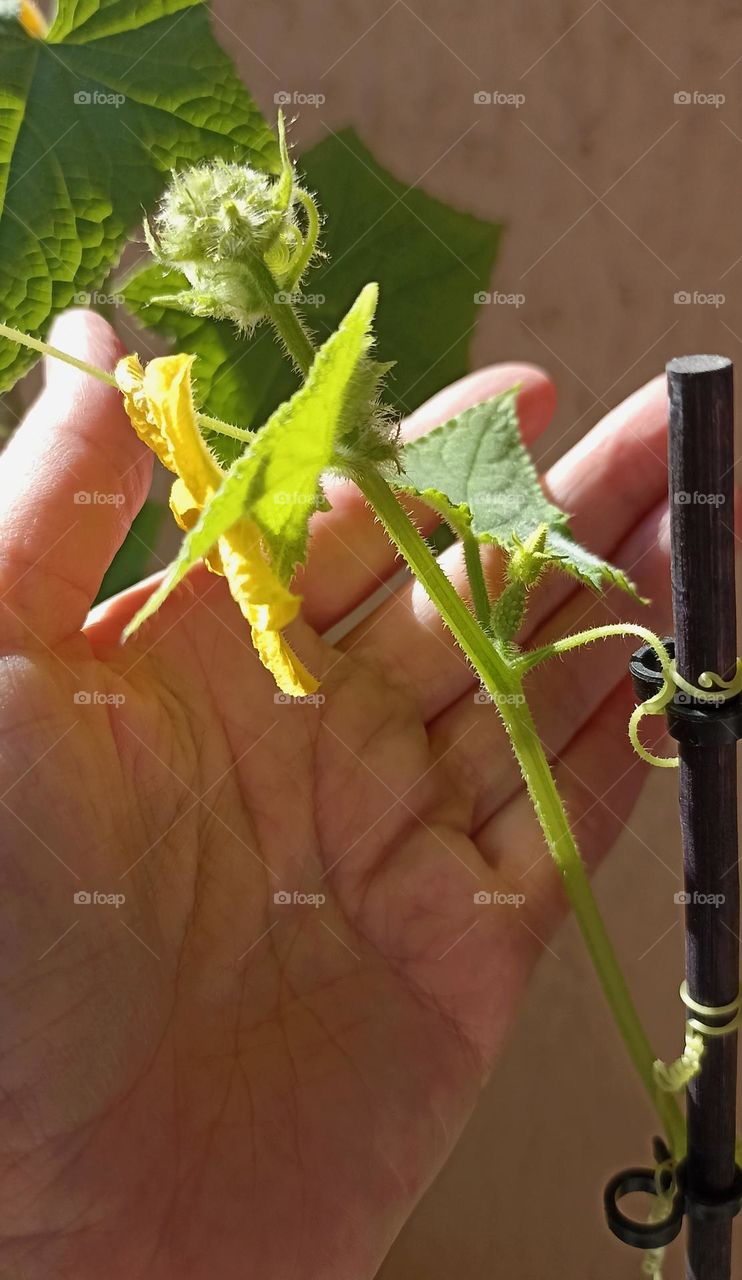 cucumber 🥒 and female hand, in the pot home gardening, love earth 🌎