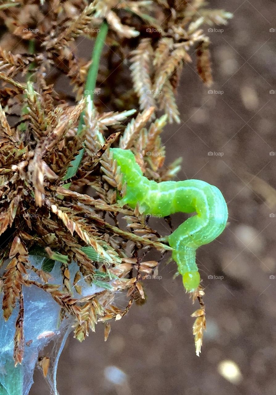 Green worm