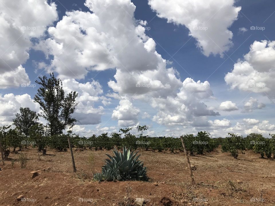 Soil Cloud sky Plant Field landscape environment Tree Nature Land scenics - nature no people natural environment