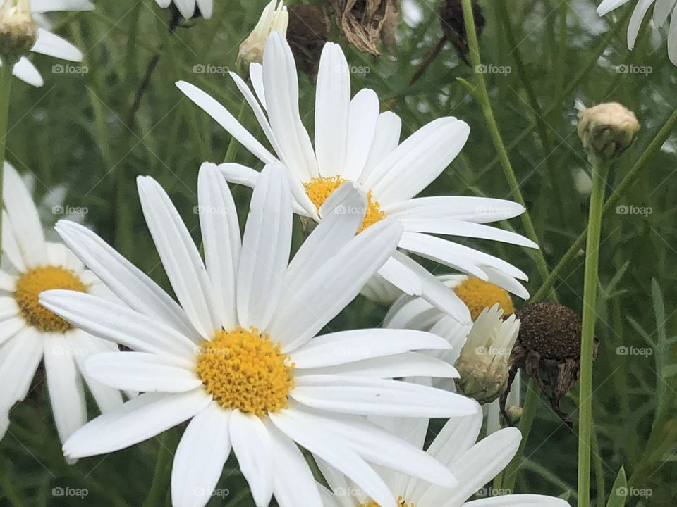 Marguerite 