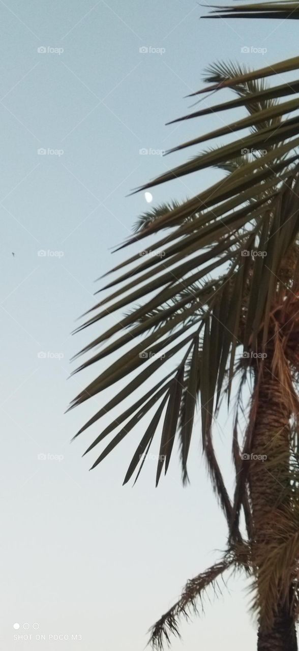 The moon behind a palm tree.