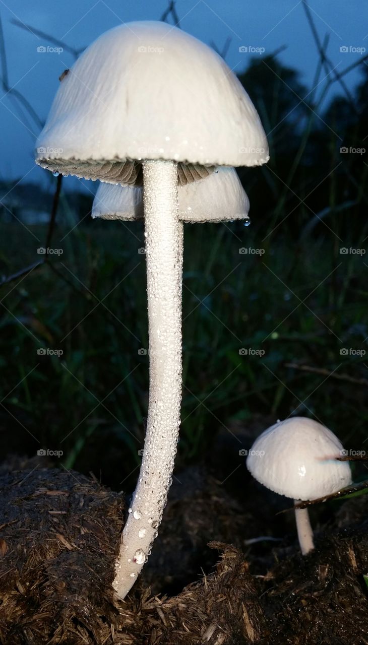 Fungi