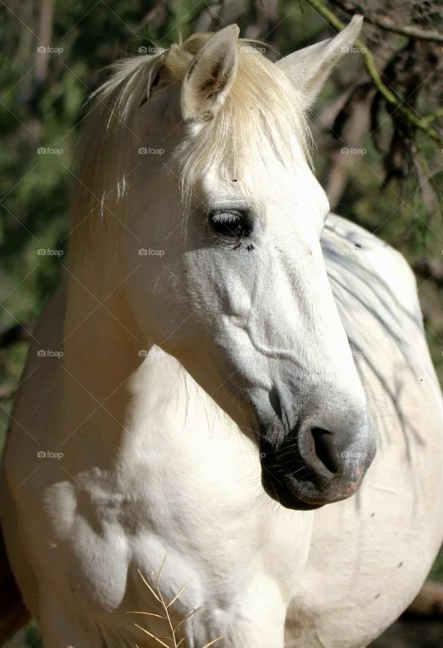 Portrait of a Wild Horse