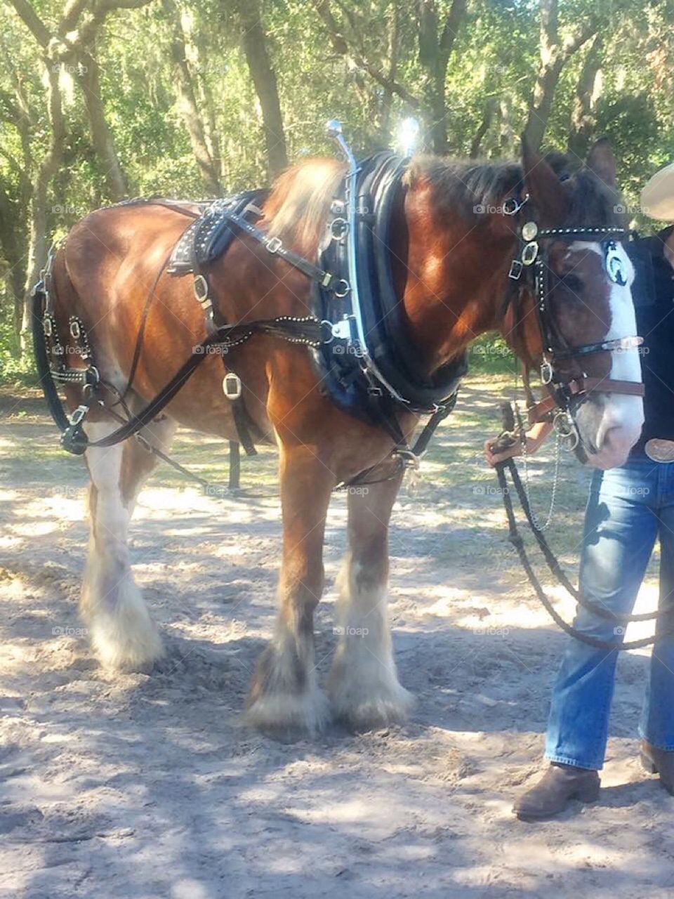 Cowboy holding the reigns of a Clydesdale horse on a farm in the countryside