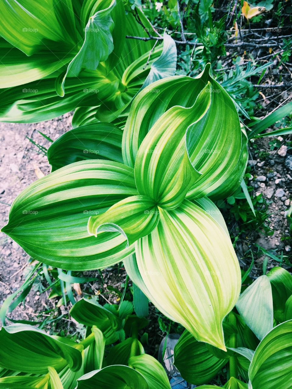 High angle view of plant