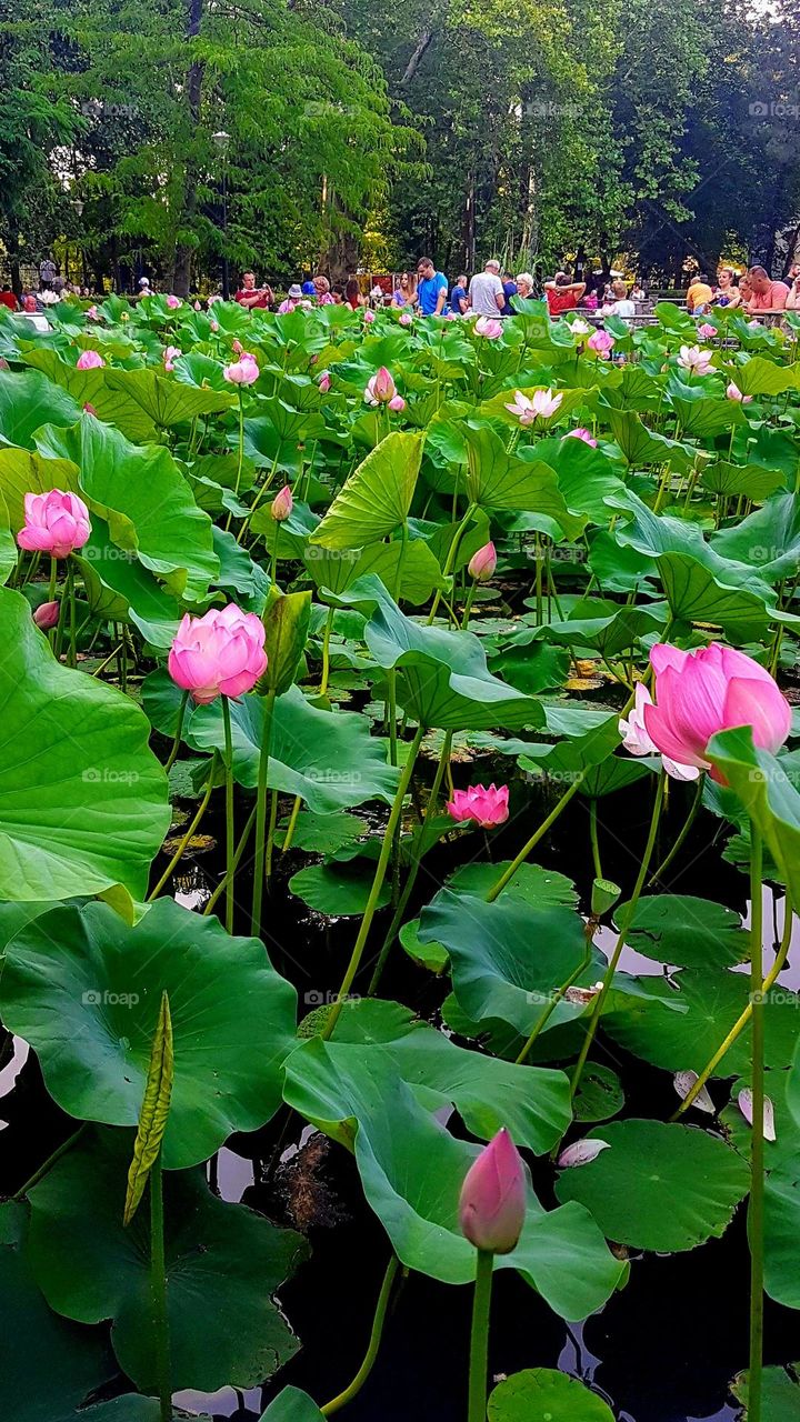 magenta waterlilies