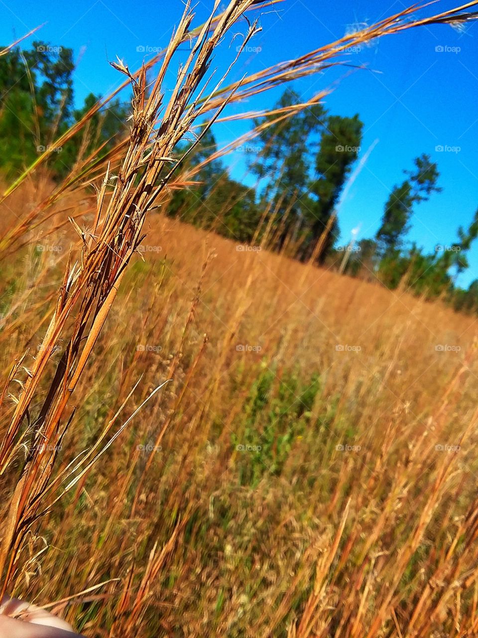 up close tall grass fall colors