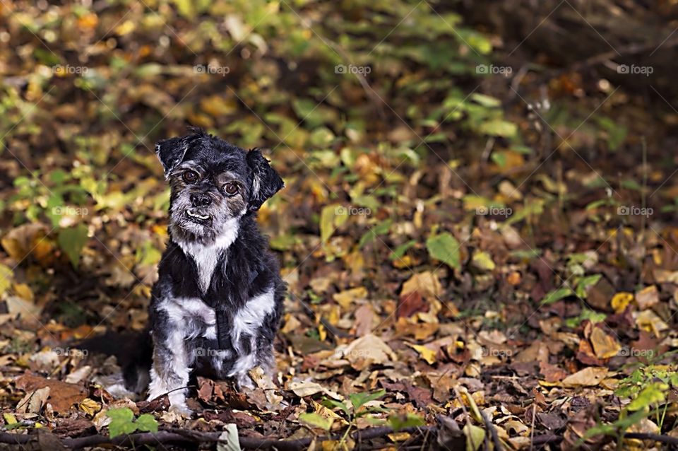 Autumn walk