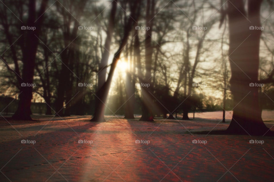 A sun flare bursts through the tree into a snow cover park.