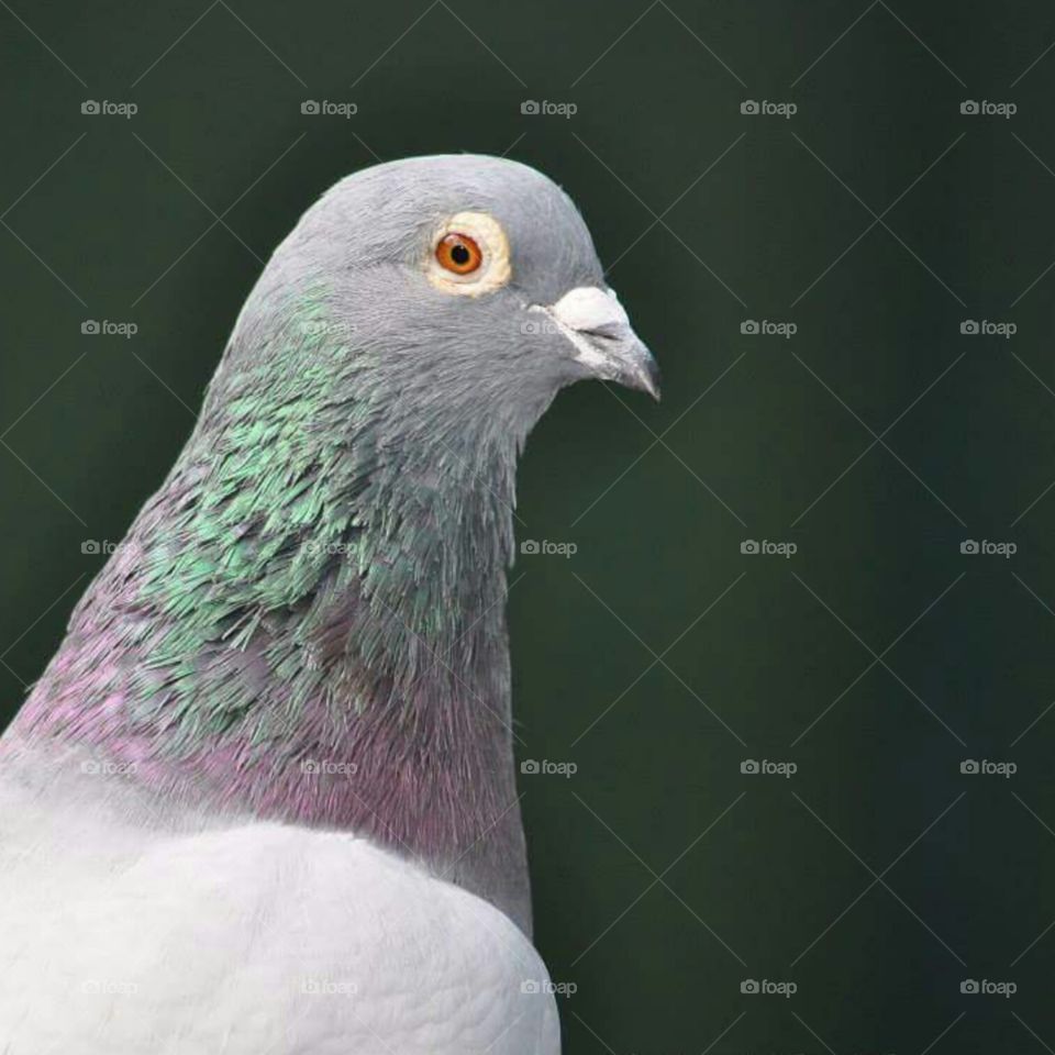 Pigeon