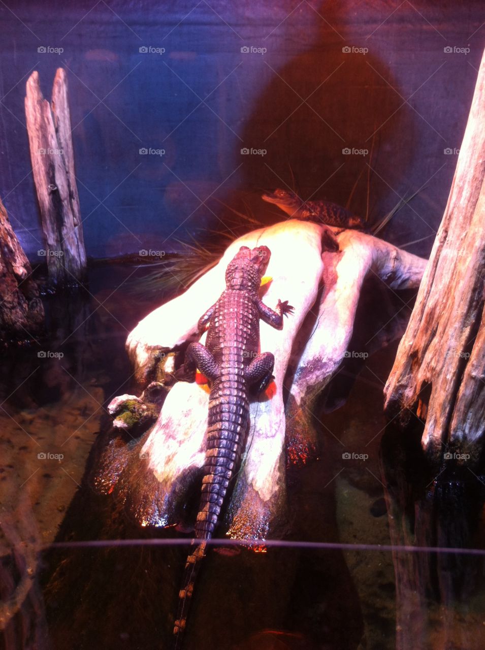 Lizard sunning. Lizard sunning in Oklahoma aquarium 
