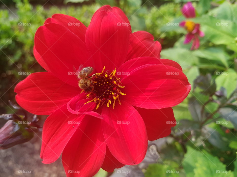 Winterbourne Gardens