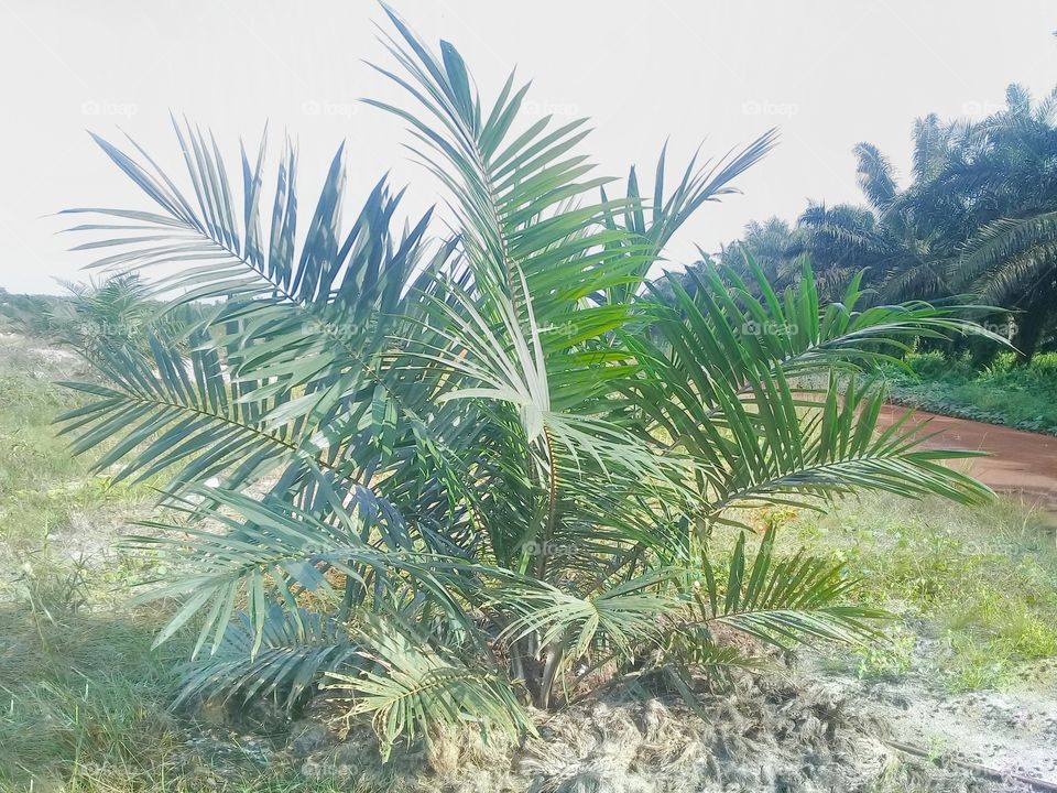 immature oil palm plantations in kalimantan indonesia