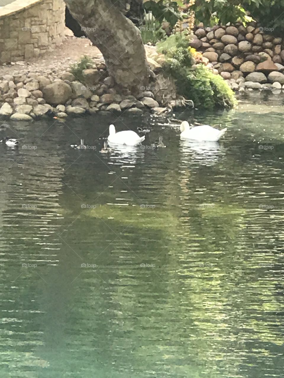 Swans crossing 