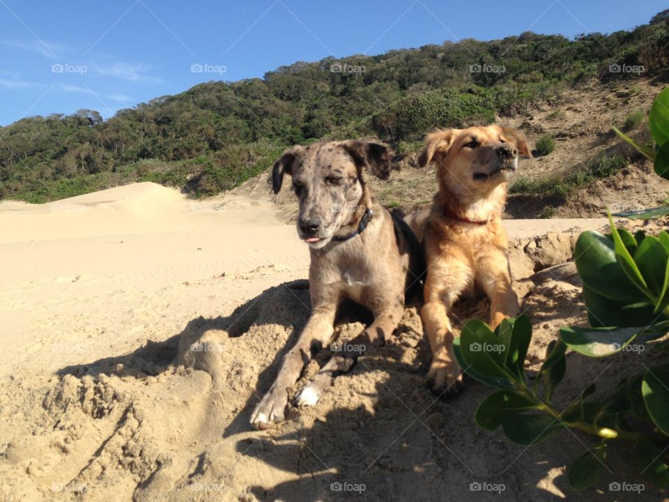 Cute dogs enjoying the beach
