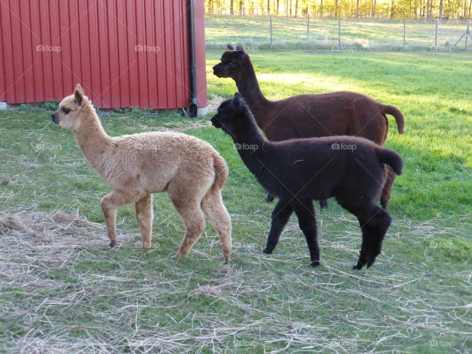 Alpacas