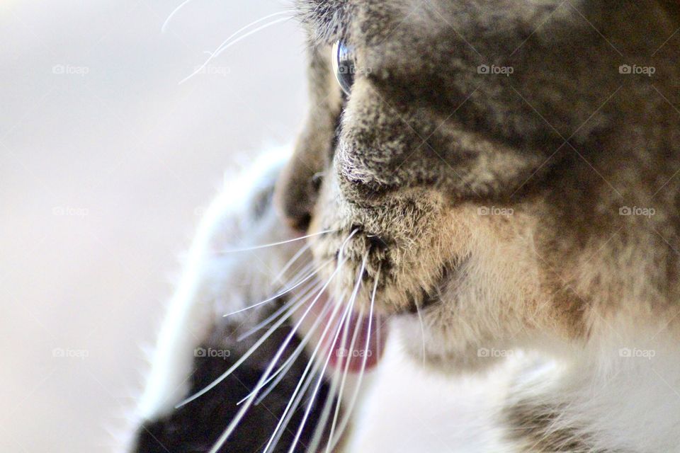 Cute kitty licking his paws to wash his face! Lots of whiskers and bright eyes!