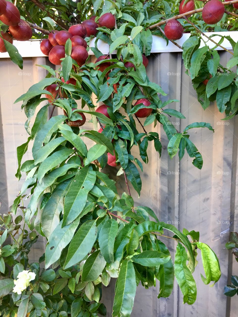 Branch heavy with ripe nectarines fruit hanging over yard fence 