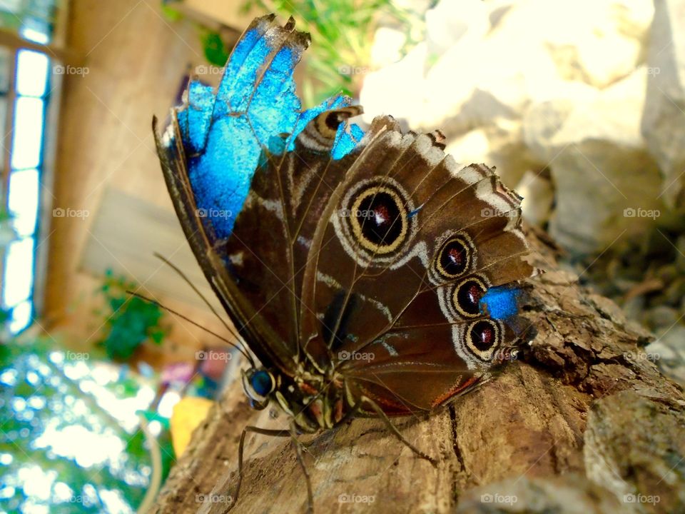 tropical butterfly