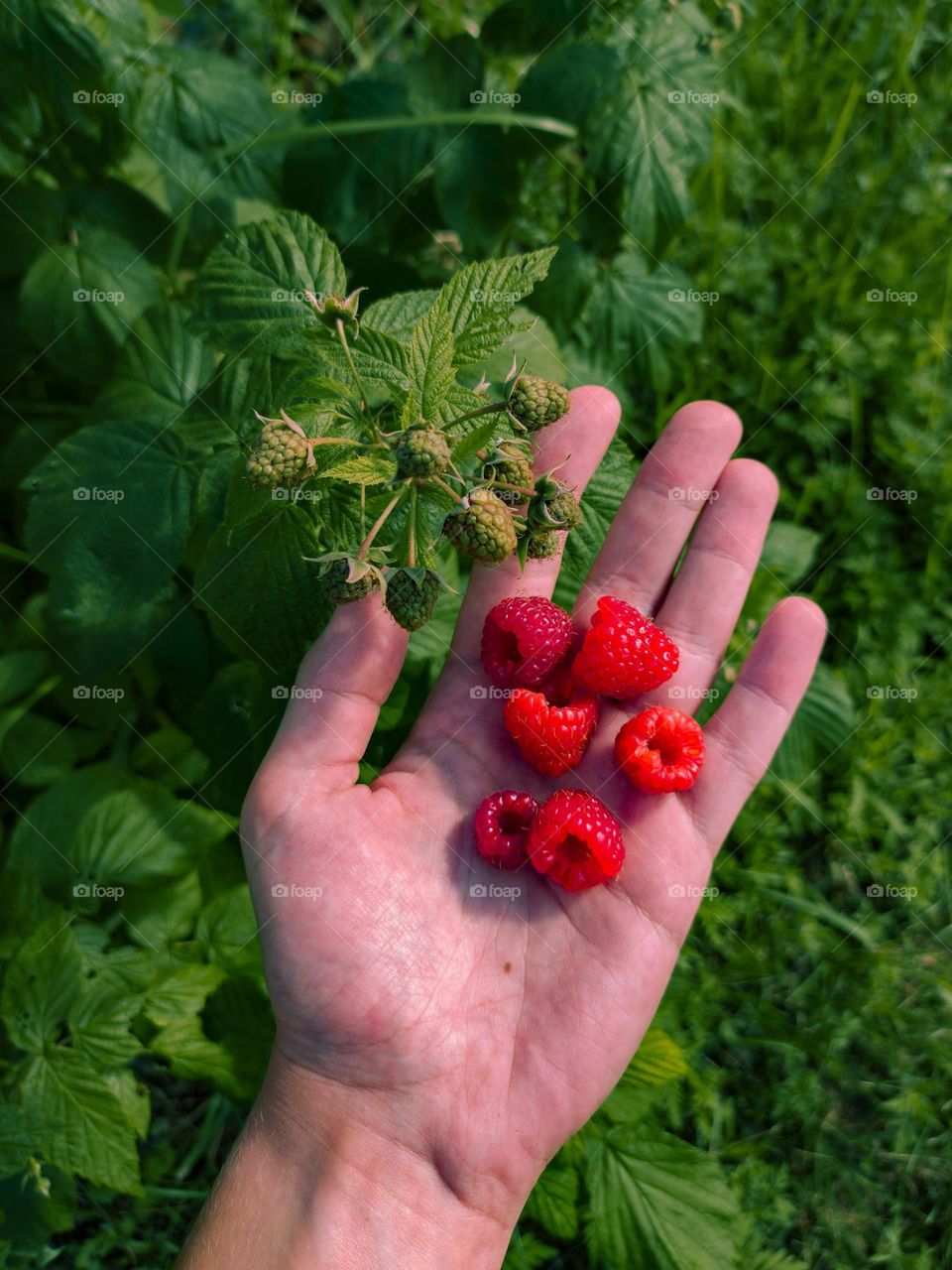 Ripe raspberries on the palm.