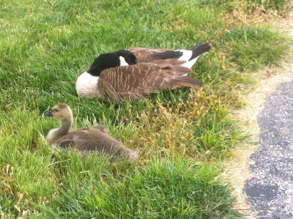 Mother Goose. A mother goose and her goslin..