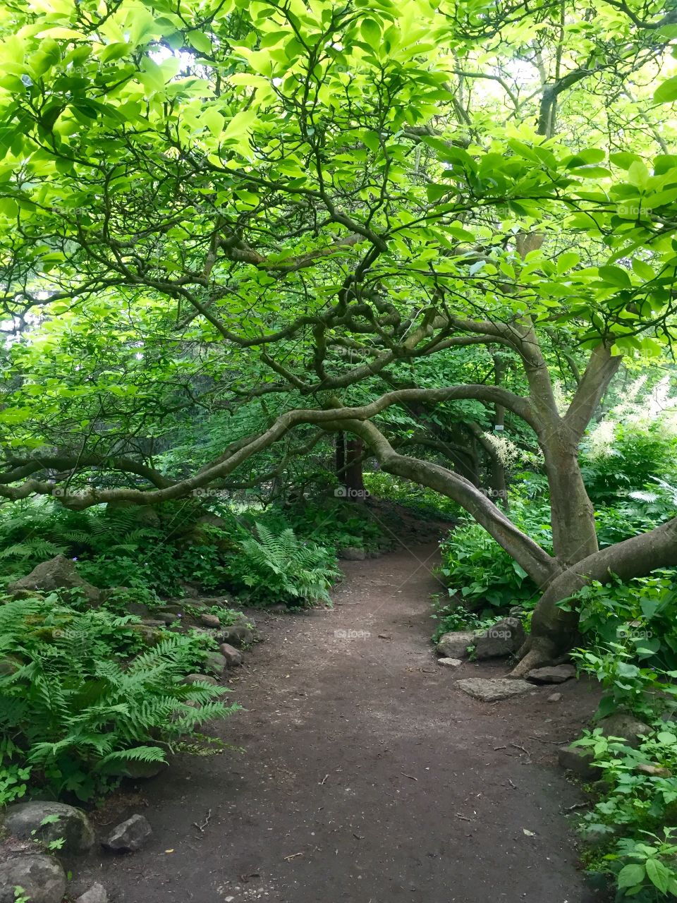 Park paths can be very curly