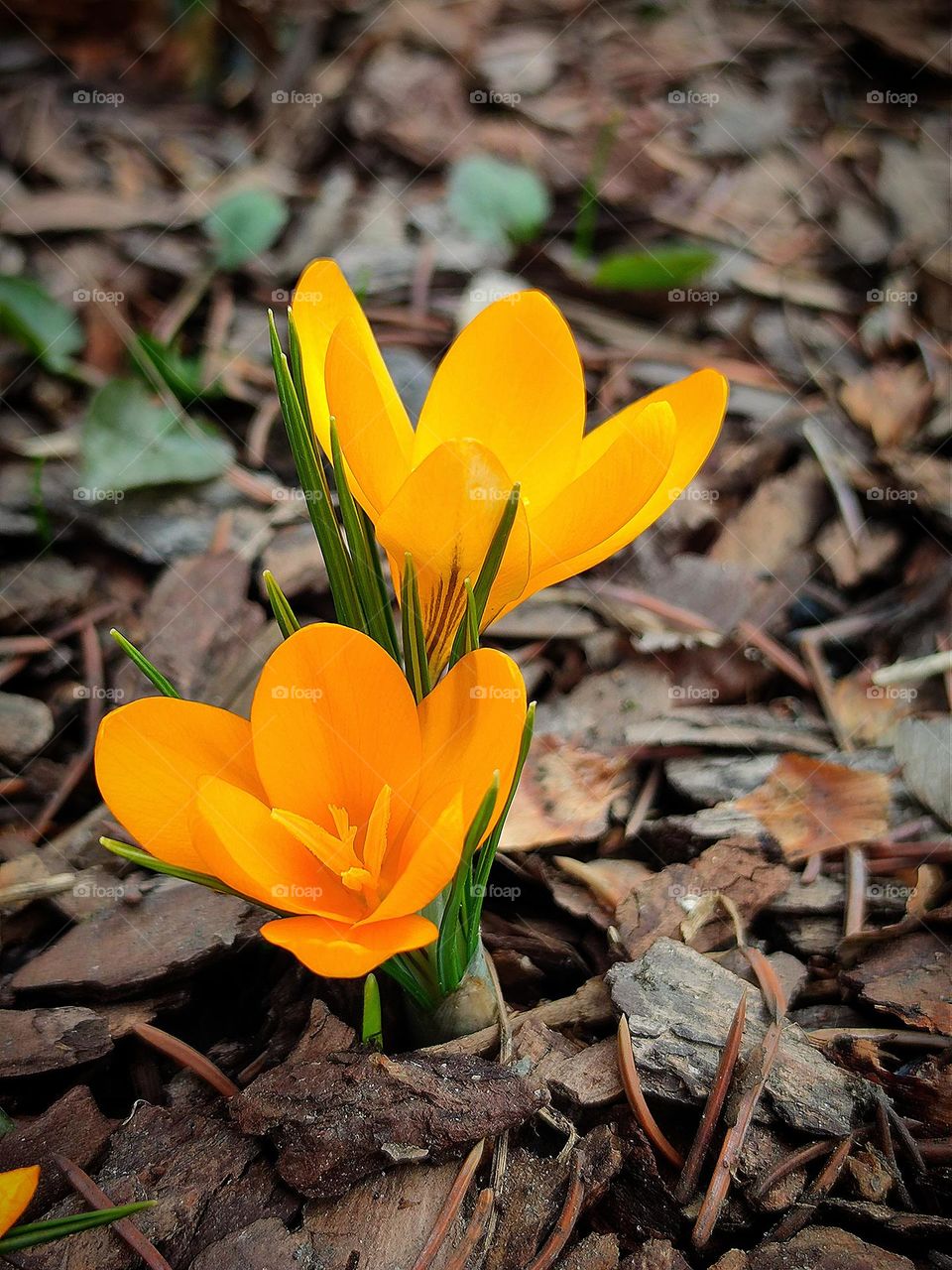 Yellow color.  Spring flowers.  Yellow saffron flowers