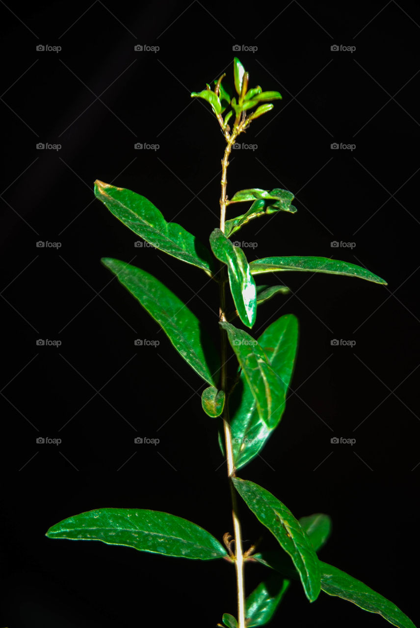 Green plant on black bacjground