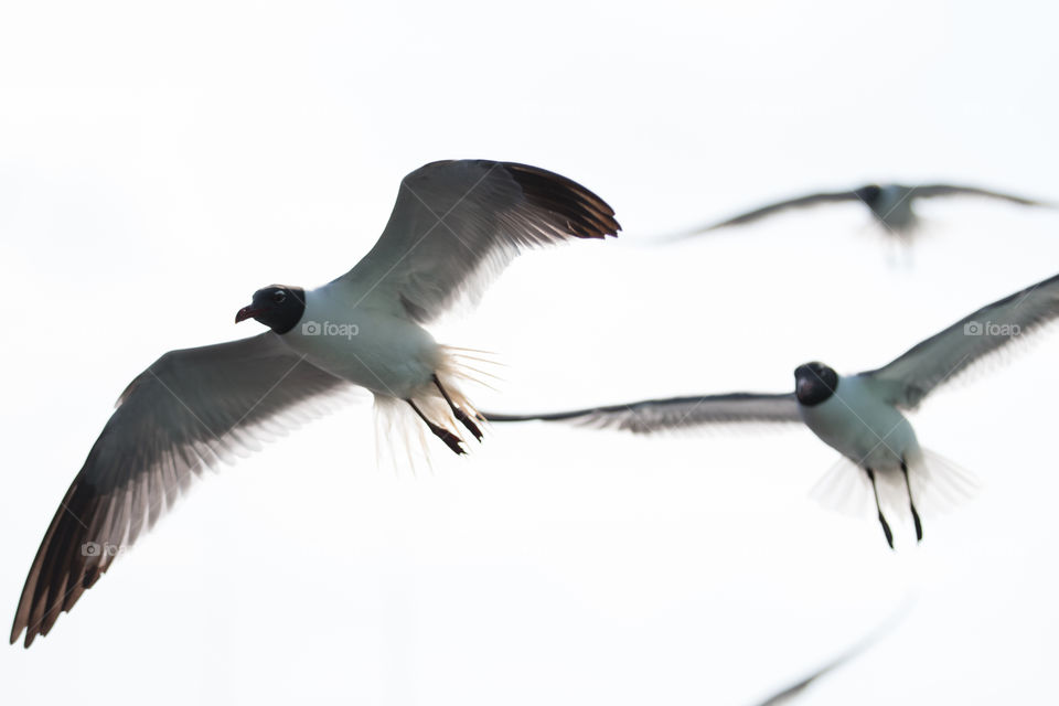 Bird, Seagulls, Flight, Wildlife, Fly