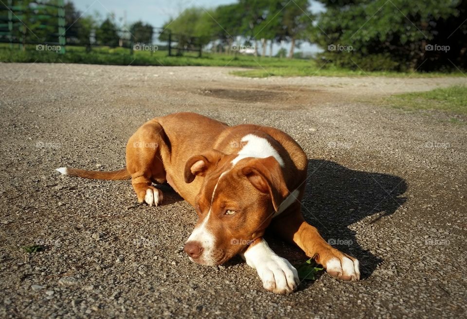 A Catahoula pit bull mix puppy dog