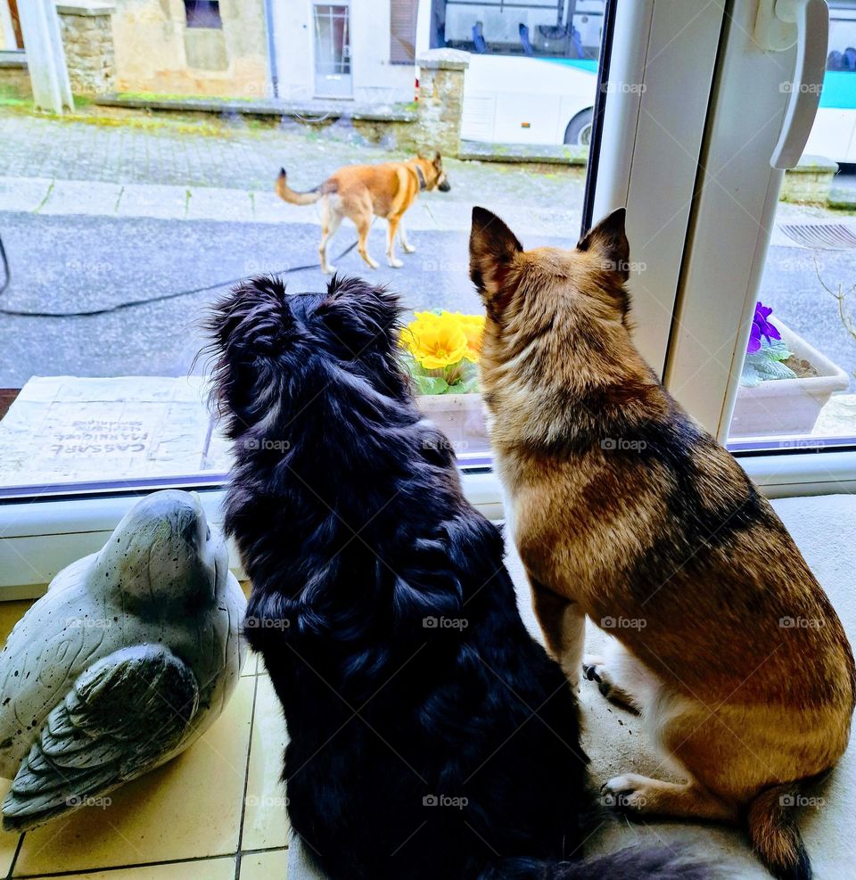 my dogs look a other dog in the window