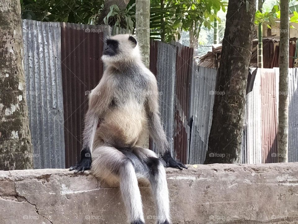 Colobine sit one a wall