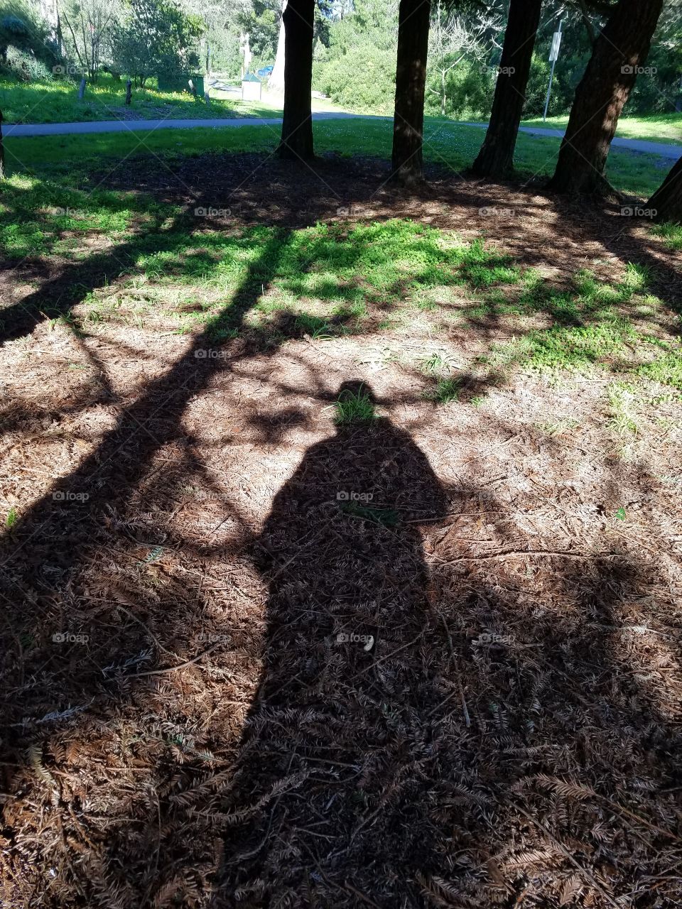 Shadows in the Woods