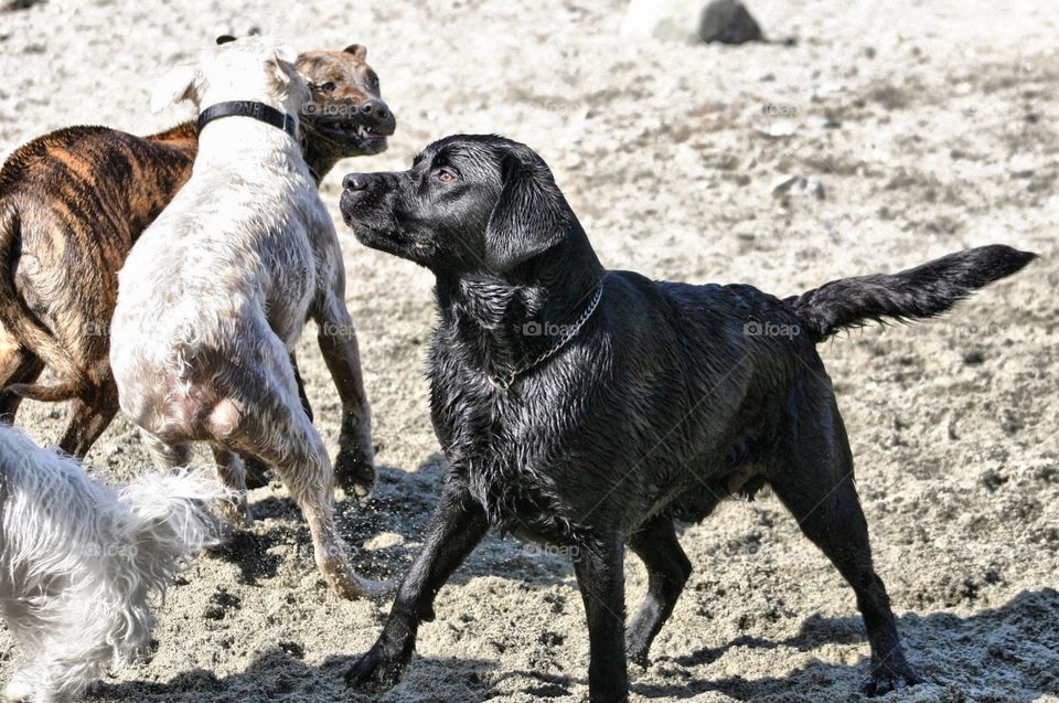 Grrrrrrr. Dogs socializing on beach, or not!